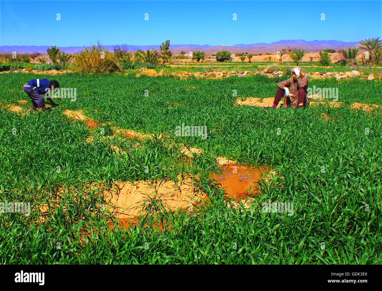 Halb neben Bereich zwischen Tazzarine und Ainif. Gießen kleine Weizenfeld, Marokko. Stockfoto