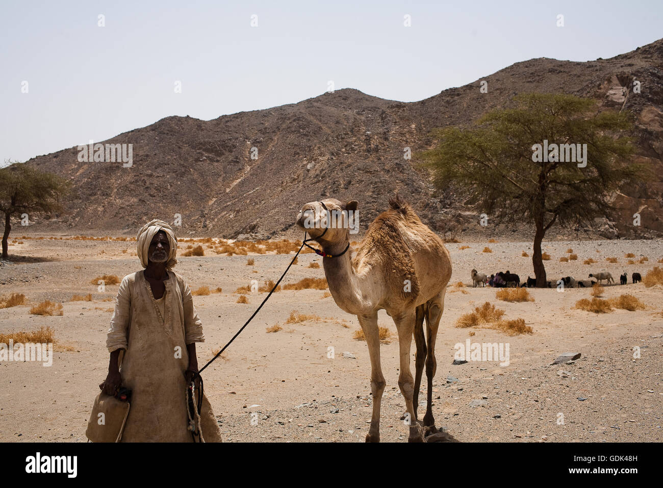 Nasser, einem nomadischen Beduinen ruht mit seiner Familie und Ziegen zu sammeln Wasser aus der Handwerker nun bei Bir Daghbag tief in der östlichen Wüste, Ägypten Stockfoto