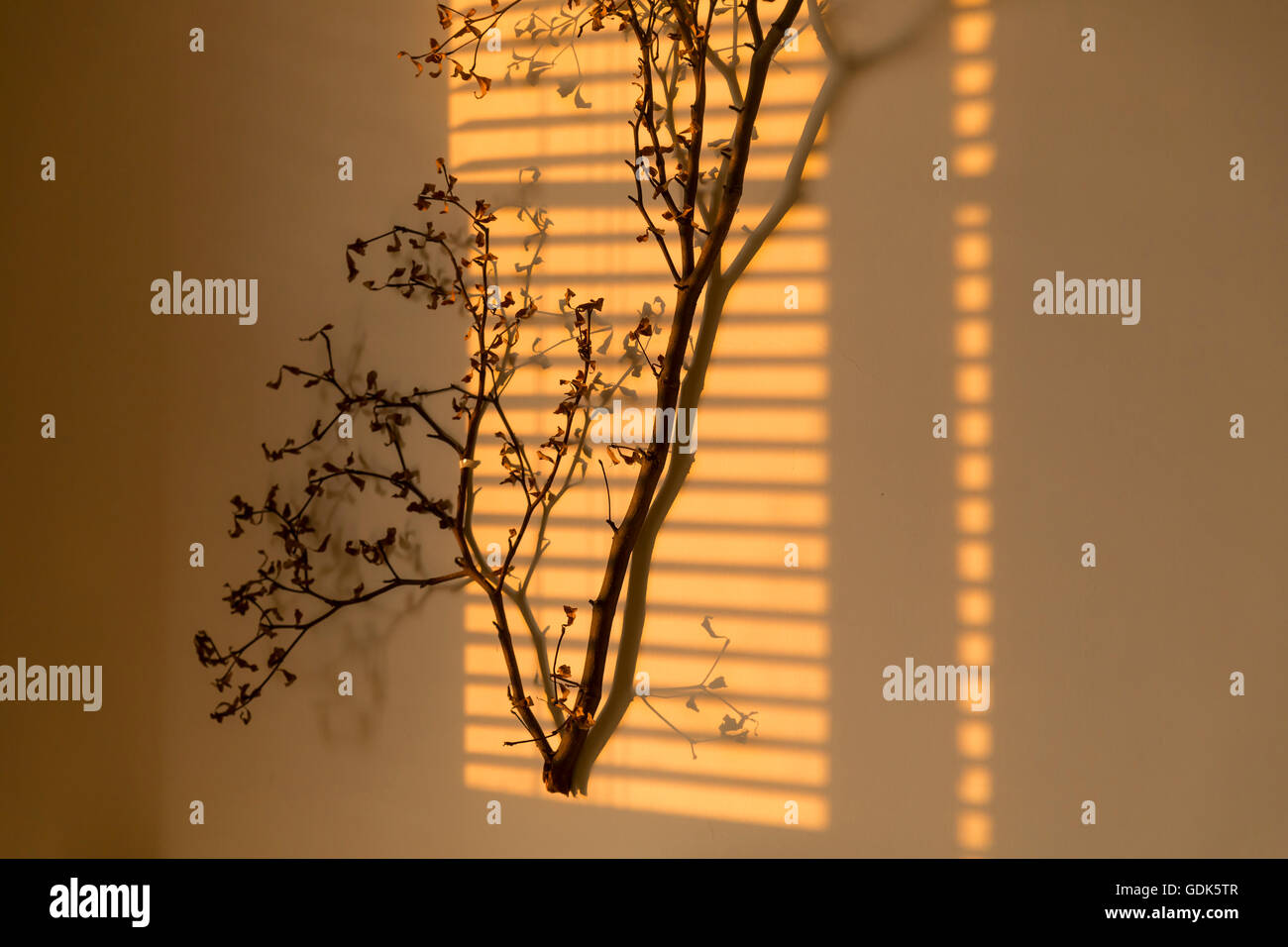 Filiale an der Wand mit Sonnenuntergang Witwe und Licht Schatten Stockfoto