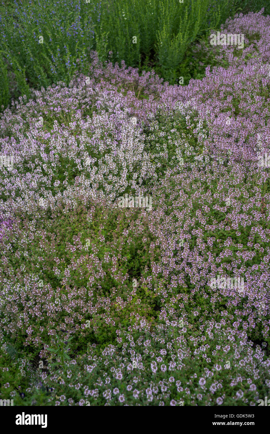 Kräutergarten mit Thymian Stockfoto