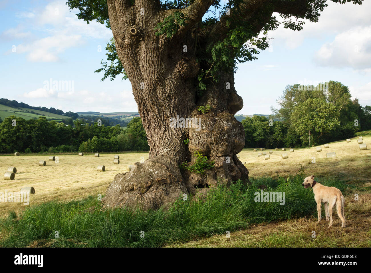 Eine riesige Esche (fraxinus excelsior) auf einem Heufeld in der Mitte von Wales, mit einem Lurcherhund. Offiziell ein „alter“ Baum, etwa 350 Jahre alt Stockfoto