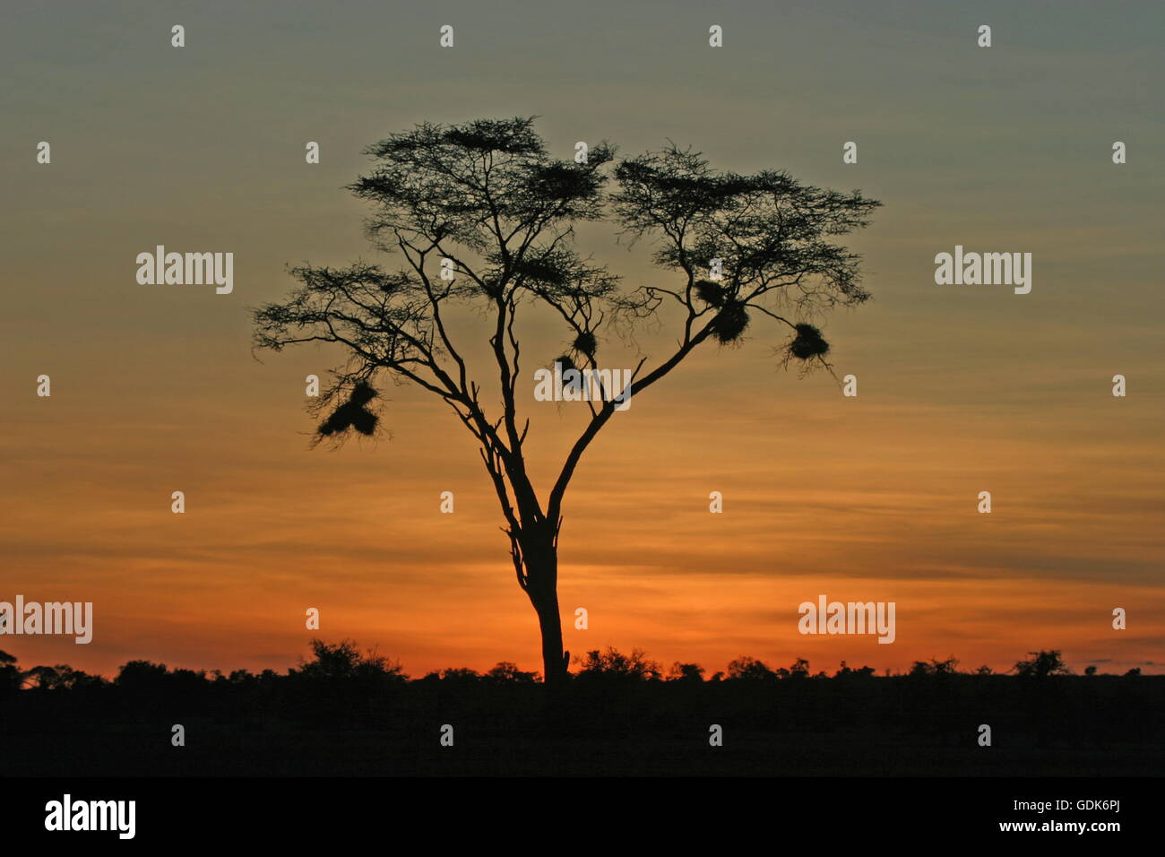 Geographie / Reisen, Kenia, Landschaft, Landschaft mit Regenschirm Thorn Akazie, Queleas Nest, Samburu Region, Sonnenuntergang, Stockfoto