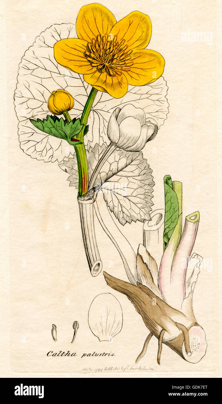 Caltha Palustris.  Marsh Marigold. Stockfoto