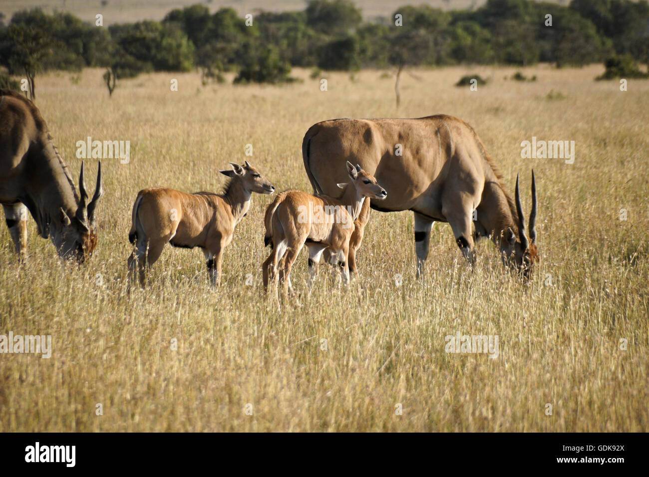 Elands mit Kälbern, Kenia Stockfoto