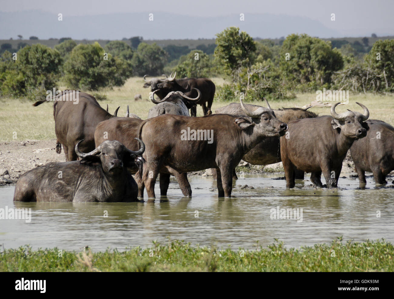 Kap-Büffel am Wasserloch, Ol Pejeta Conservancy, Kenia Stockfoto
