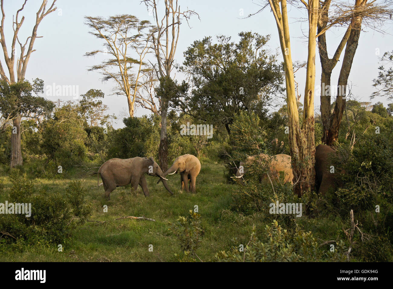 Elefanten Gruß einander und Surfen in den Wald, Ol Pejeta Conservancy, Kenia Stockfoto