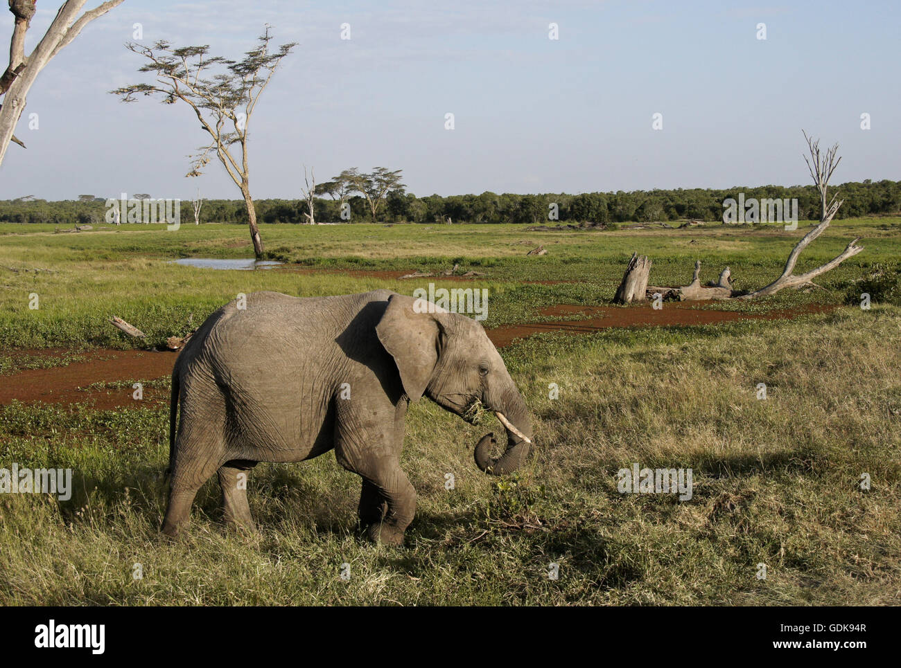 Elefant Essen Rasen in der Nähe von Sumpf, Ol Pejeta Conservancy, Kenia Stockfoto