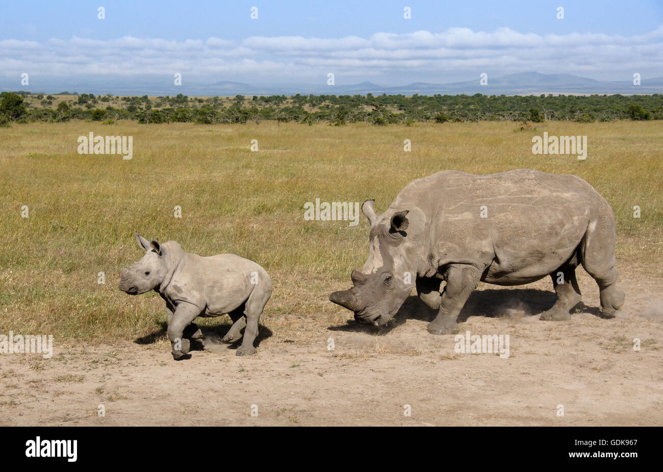 Breitmaulnashorn mit Kalb, Ol Pejeta Conservancy, Kenia Stockfoto