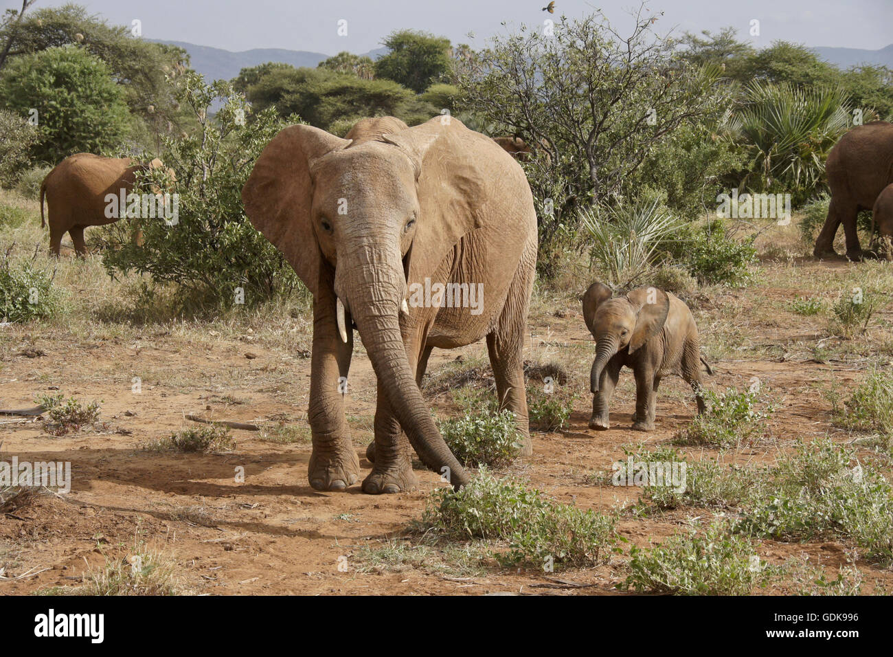 Afrikanische Elefanten, Samburu Game Reserve, Kenia Stockfoto