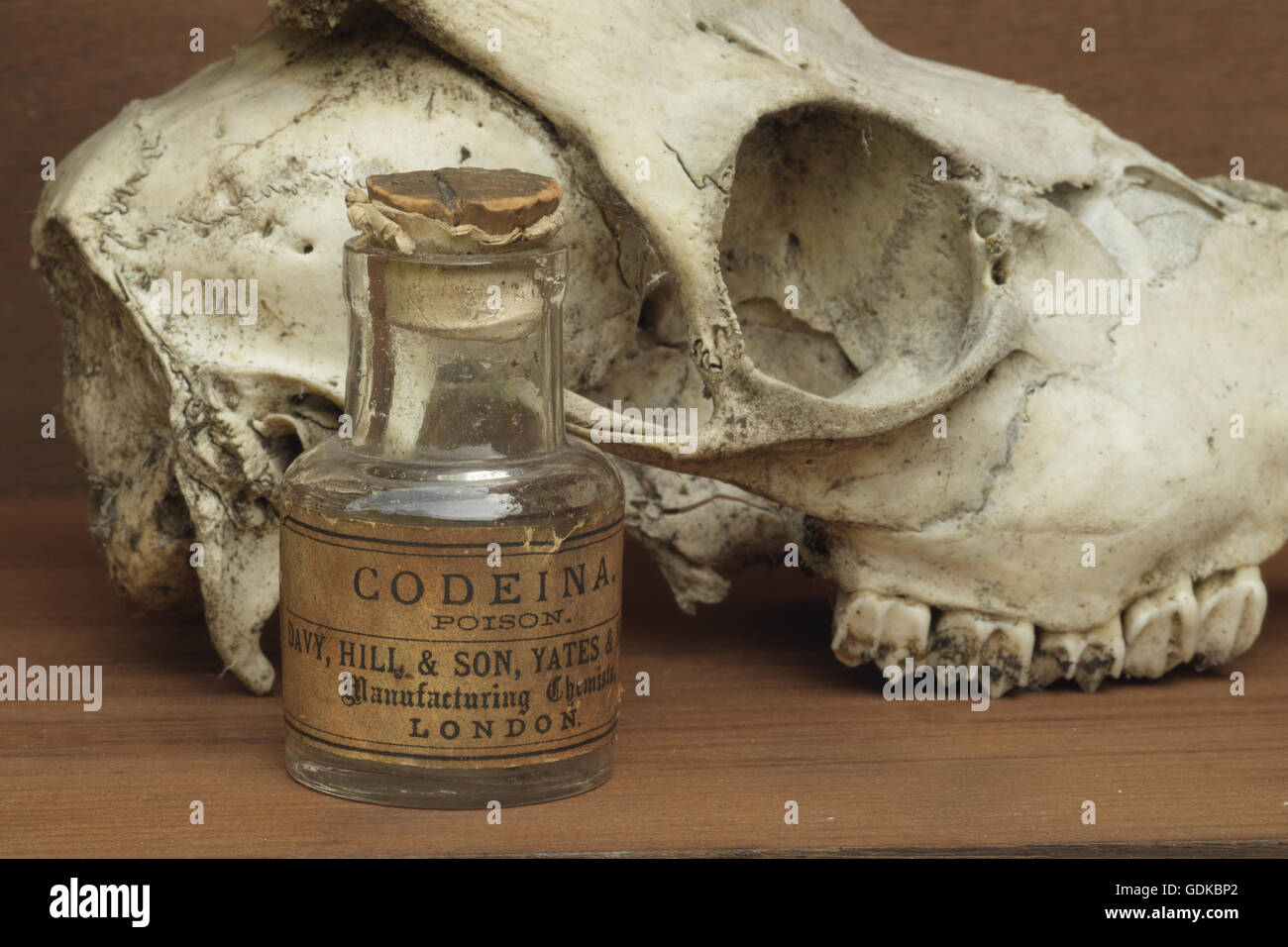 Eine Nahaufnahme der Bestandteil eines unvollständigen Schädel, die geglaubt wird, dass der männliche Rehe mit einer alten Medizin-Flasche gefunden Stockfoto