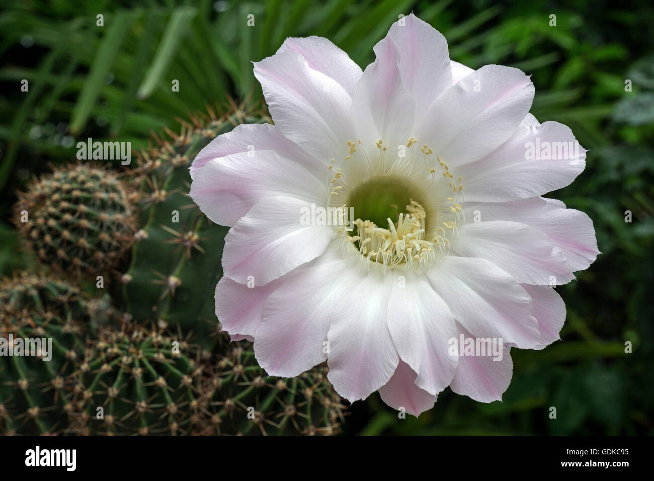 Blühender Kaktus (Echinopsis SP.), weißlich rosa Blume, Baden-Württemberg, Deutschland Stockfoto