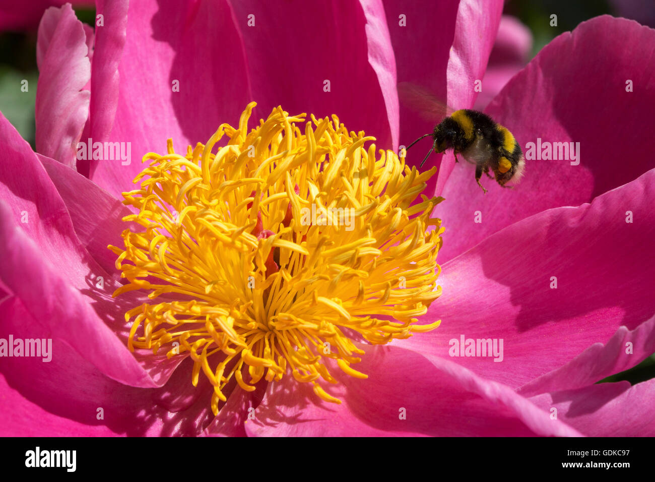 Hummel (Bombus SP.) fliegen in Richtung gemeinsame Pfingstrose (Paeonia Officinalis), Baden-Württemberg, Deutschland Stockfoto