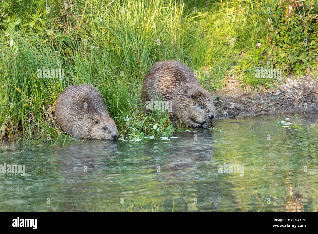 Zwei Biber (Castor Fiber) ernähren sich von willow Zweige der Wasser, Oberösterreich, Österreich Stockfoto
