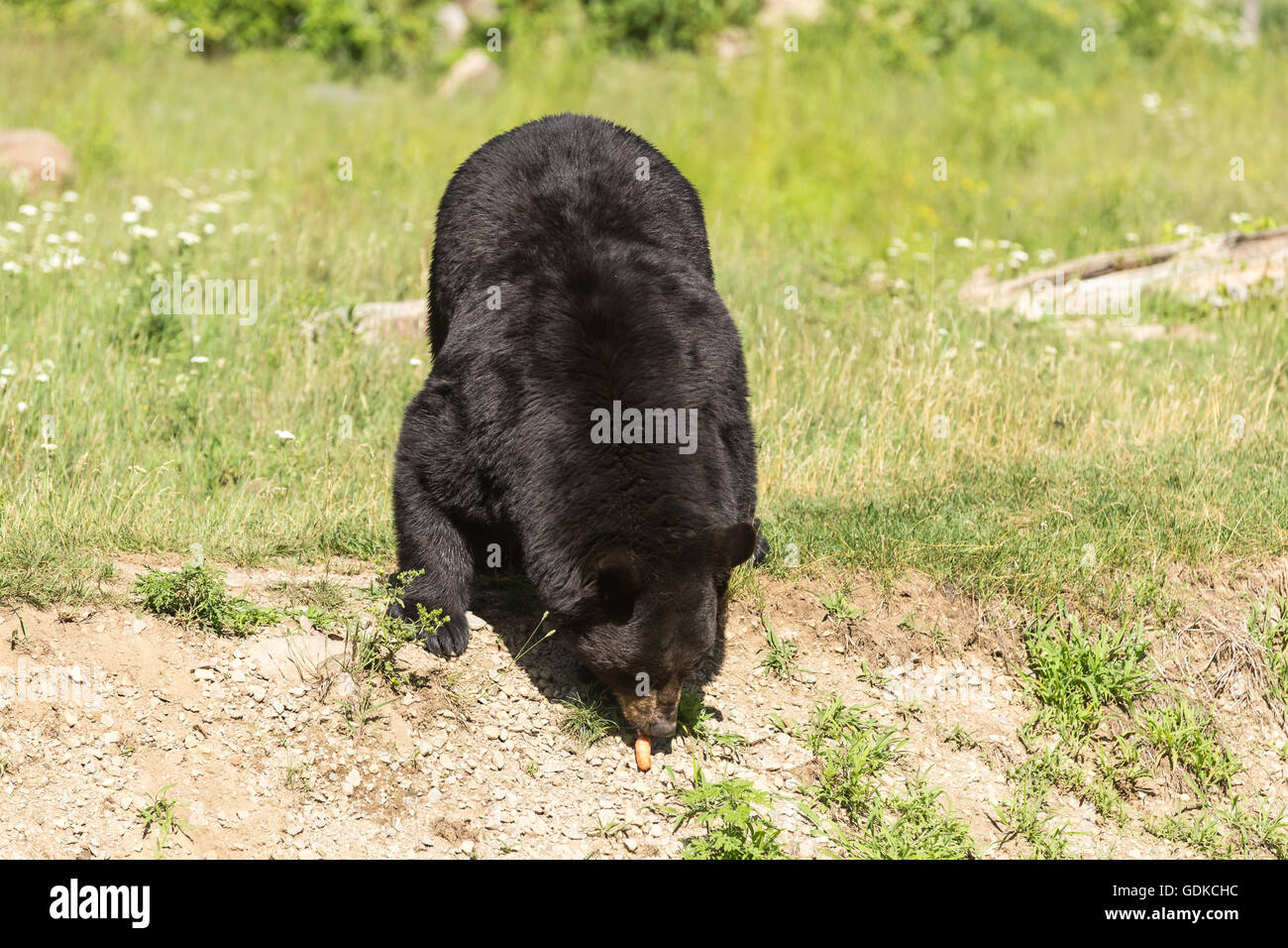 Eine große große schwarze Bär im Sommer Stockfoto