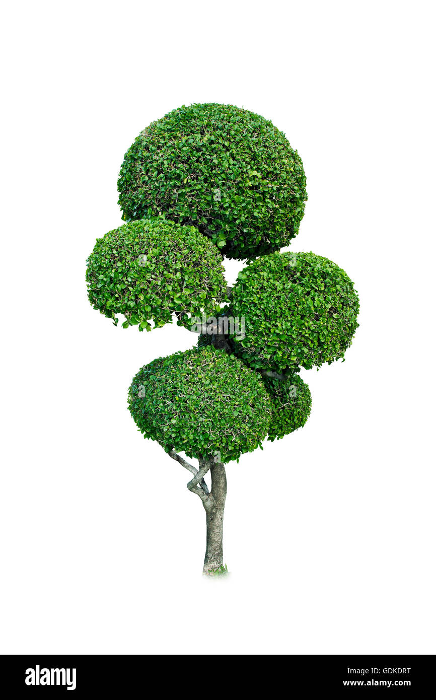 Grüne Bäume. Das Messer ist eine kreisförmige weißen Hintergrund. Stockfoto