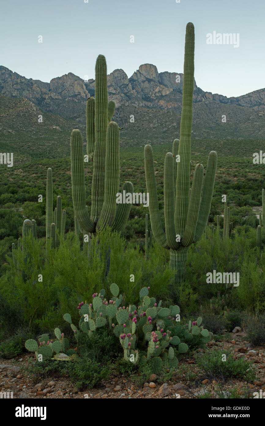 Saguaro-Kaktus und Feigenkaktus, Sonora-Wüste, Arizona, Santa Catalina Mountains, Sonnenaufgang, Juli Stockfoto