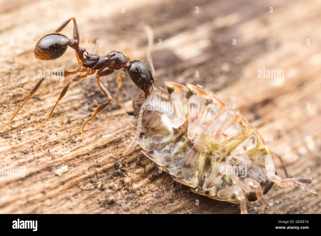 Eine Wirbelsäuletaillierte Ameise (Aphaenogaster Picea) trägt seine