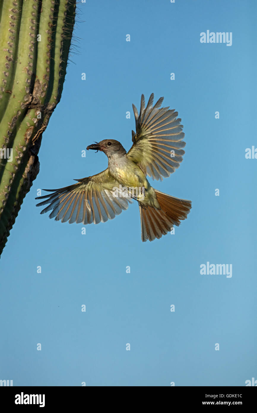 Asche-throated Flycatcher, Myiarchus Cinerascens, Sonora-Wüste, Arizona, Essen im Saguaro Kaktus Nest bringen Stockfoto