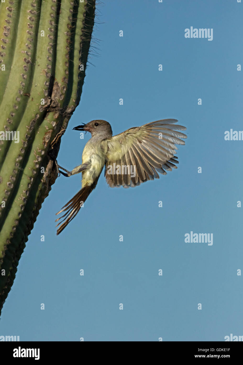 Asche-throated Flycatcher, Myiarchus Cinerascens, Sonora-Wüste, Arizona, Essen im Saguaro Kaktus Nest bringen Stockfoto