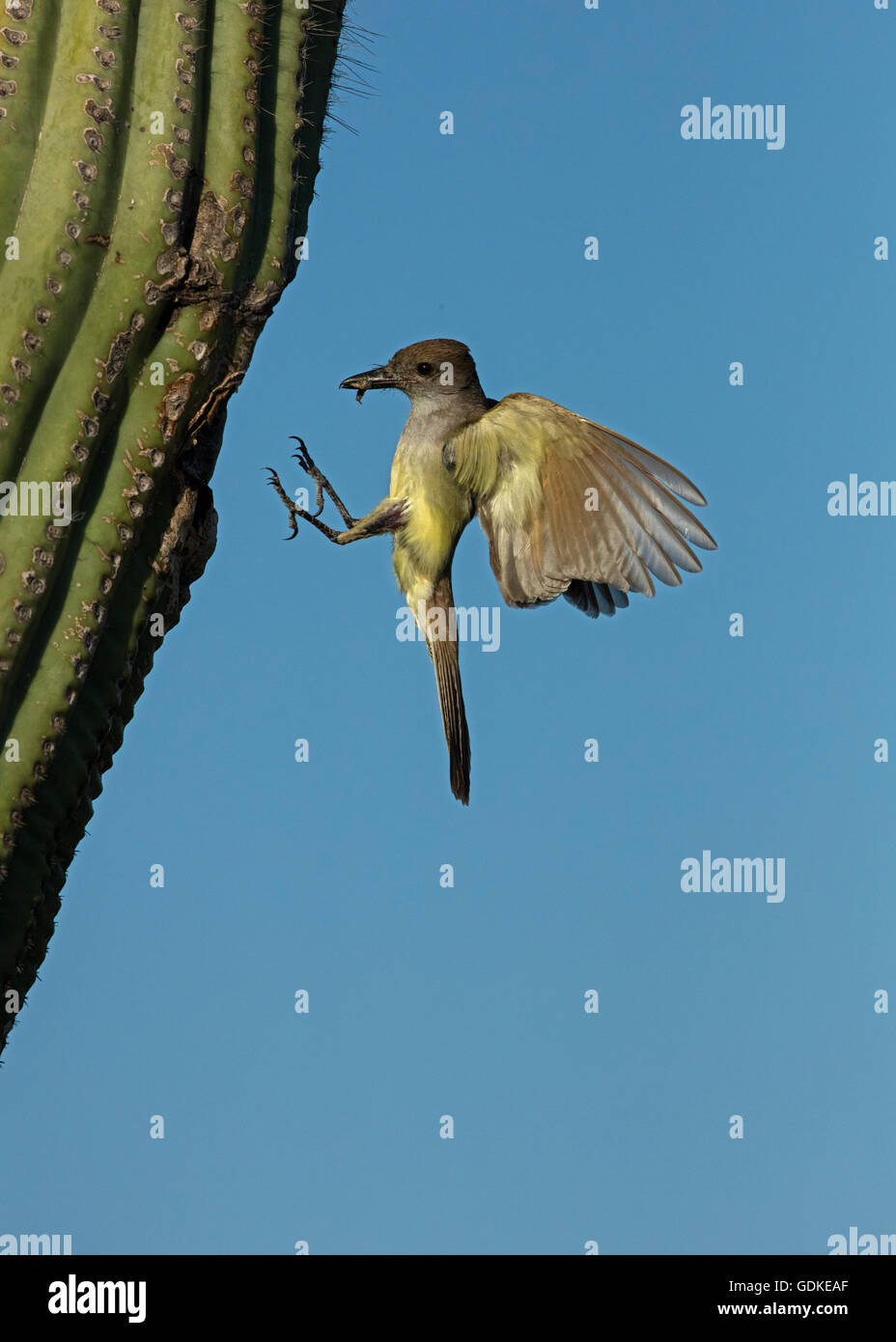 Asche-throated Flycatcher, Myiarchus Cinerascens, Sonora-Wüste, Arizona, Essen im Saguaro Kaktus Nest bringen Stockfoto