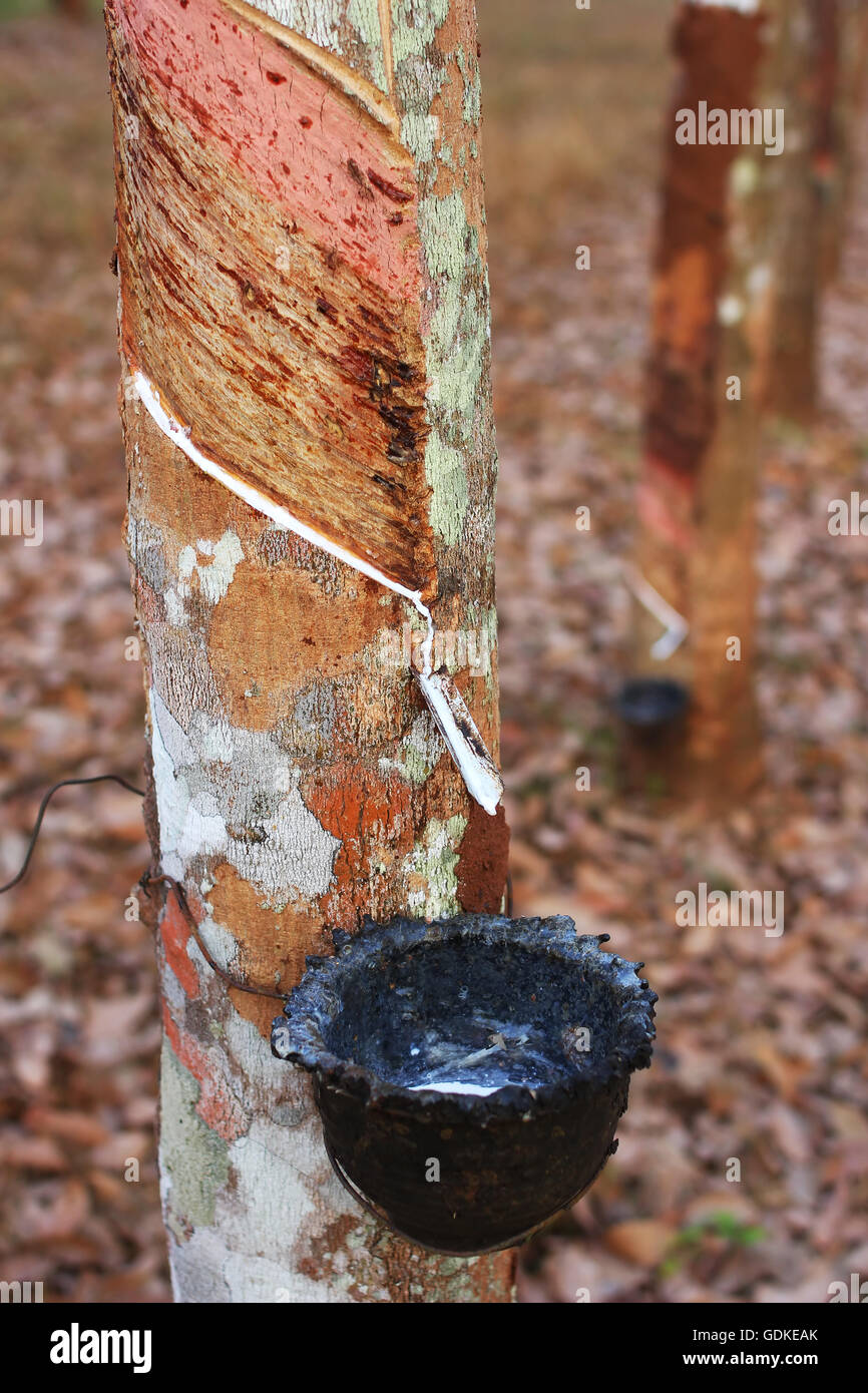 Latex fließt von Para Gummibaum Stockfoto