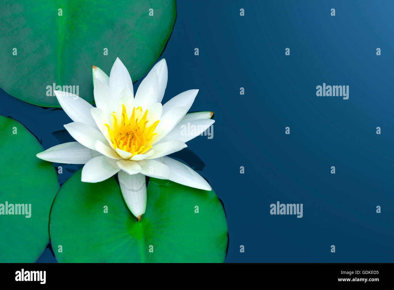 Weißer Lotus mit grünen Blättern auf dem blauen Wasser. Stockfoto