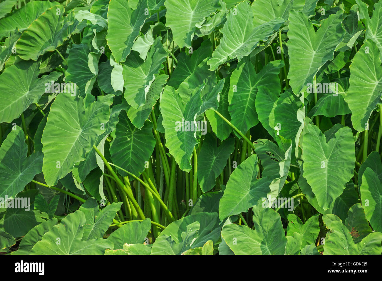 Riesen-Taro-Pflanze in üppigen Dschungel Stockfoto
