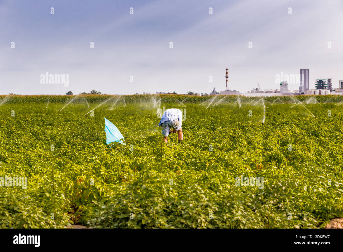 Landwirt mit einem blauen Schirm nicht nass werden, während der Inspektion die Sprinkler im grünen gepflegten Feld laufen, eine Plantage von Sonnenblumen und chemische Industrie sind auf Hintergrund Stockfoto