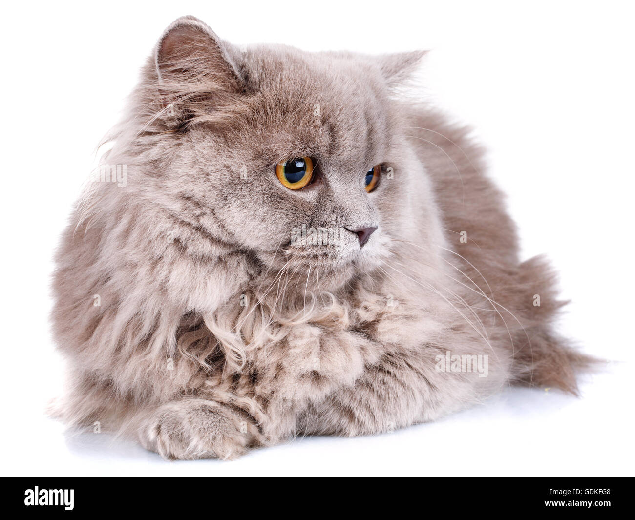 graue Katze mit gelben Augen auf weißem Hintergrund Stockfoto