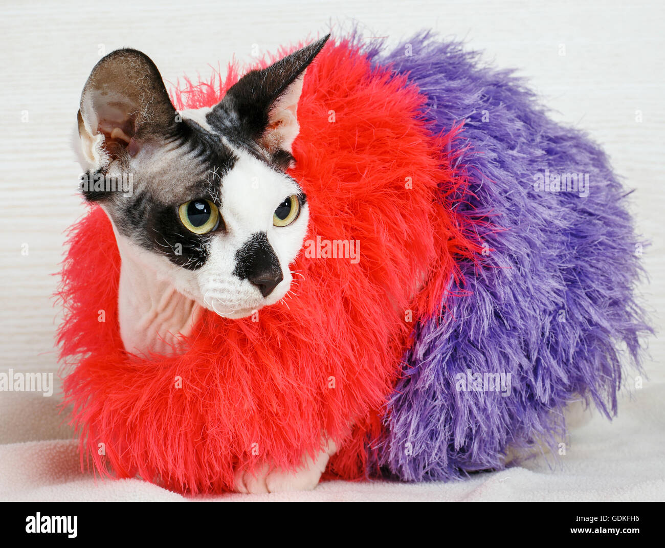 Sphynx Katzen, rot und lila Pullover tragen Stockfoto