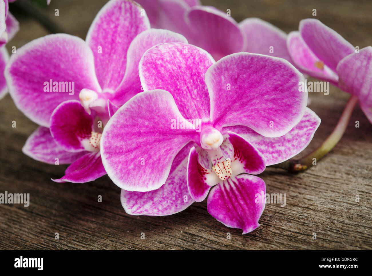 Zweig der rosa Orchideen auf hölzernen Hintergrund Stockfoto