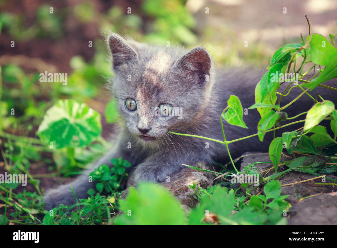 Niedliche kleine Katze spielen auf dem Rasen Stockfoto