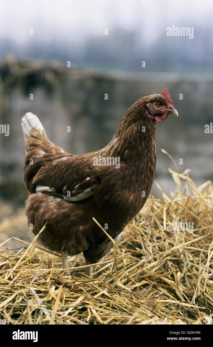 Zoologie / Tiere, Vogelgrippe / Vögel, Huhn (Gallus Gallus Domesticus), Henne stehen he, Vertrieb: weltweit Stockfoto