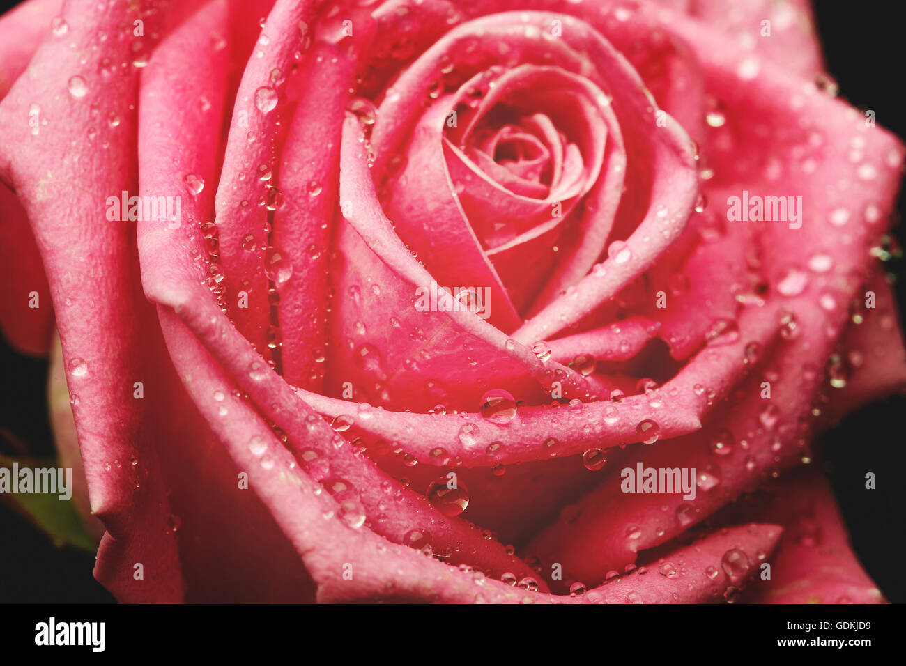 Closeup im Zentrum der schönen rosa Rose Stockfoto