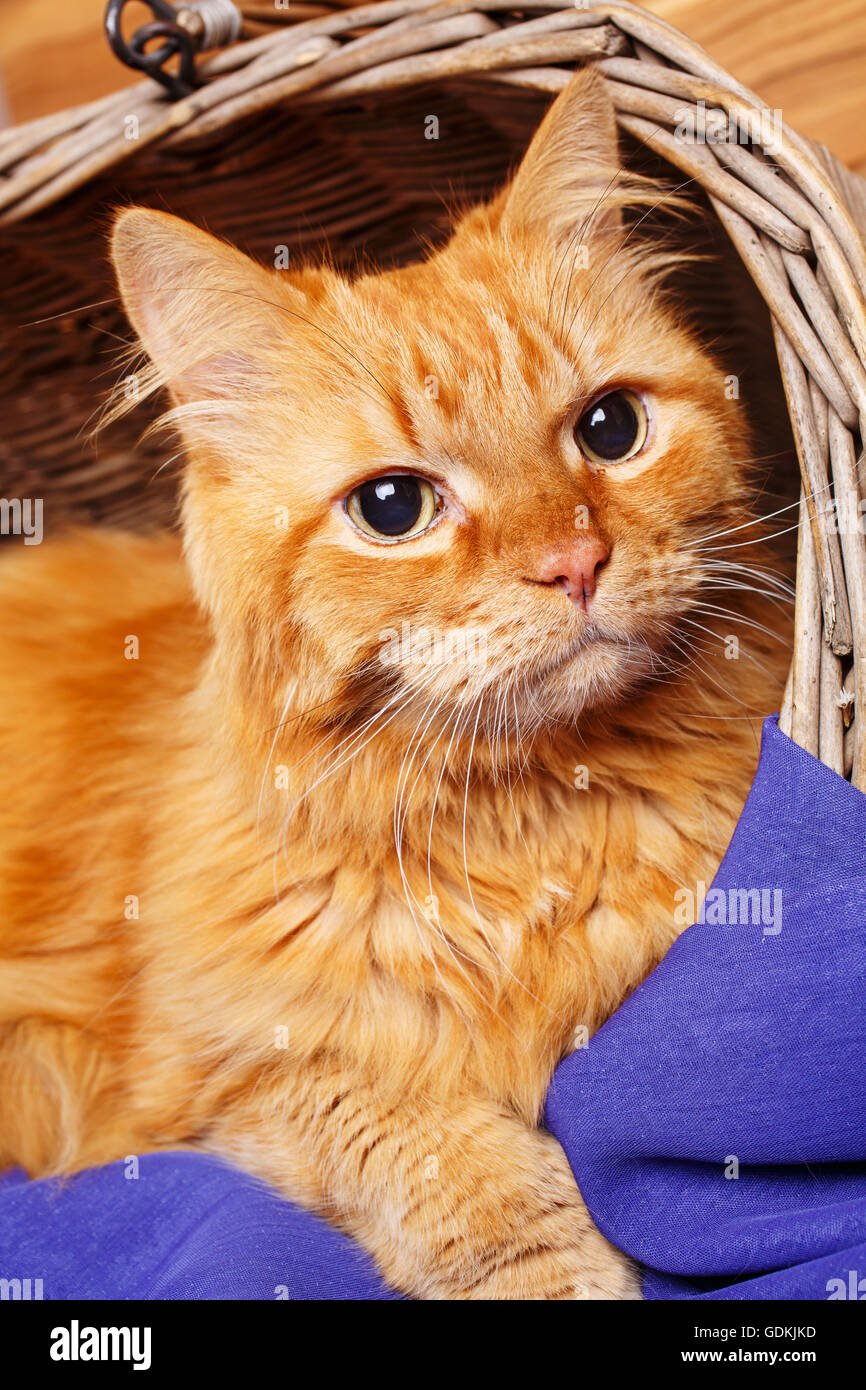 schöne rothaarige Raubkatze hautnah Stockfoto