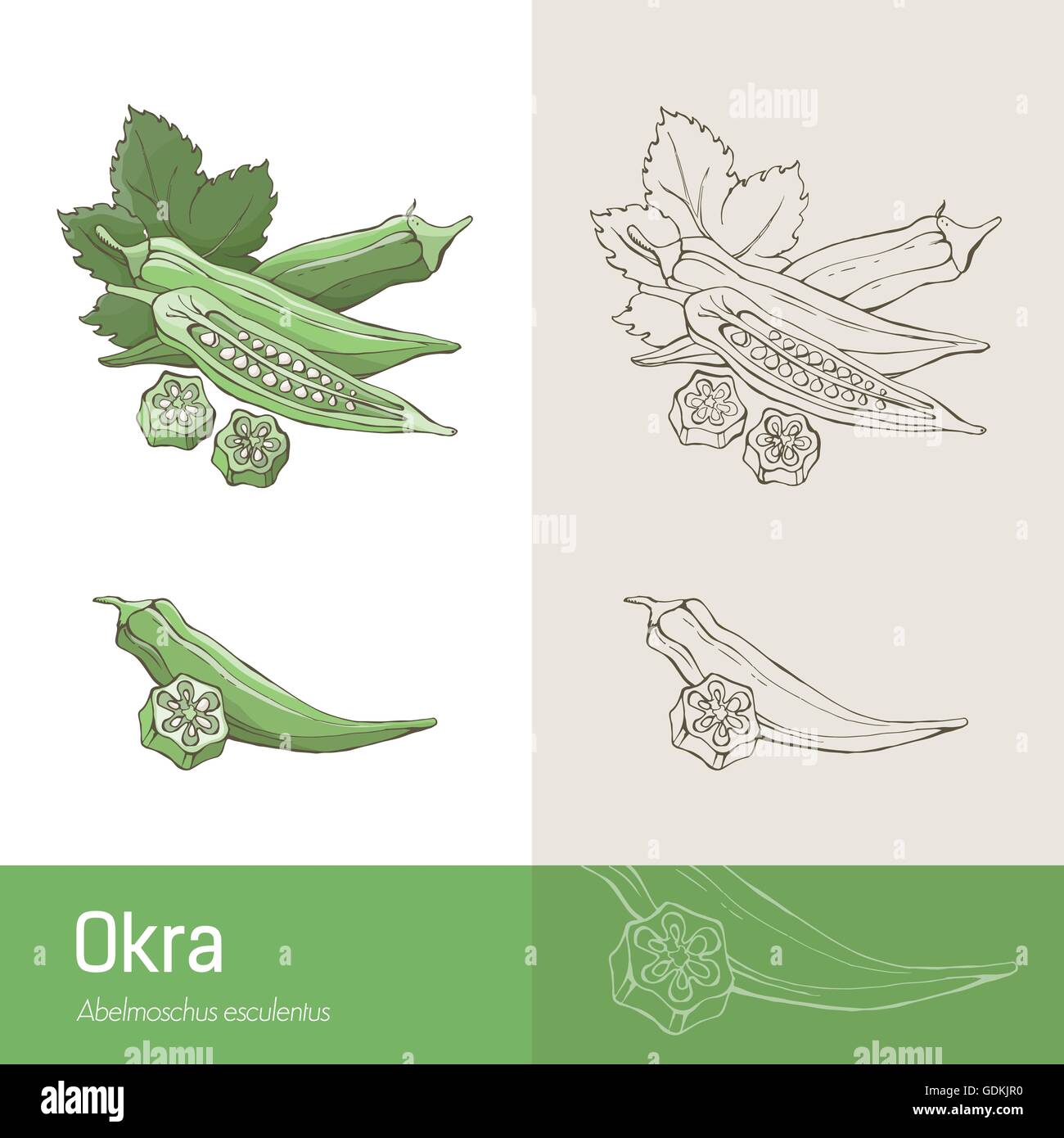 Okra Schoten und Blätter botanische Hand-Zeichnung Stock Vektor