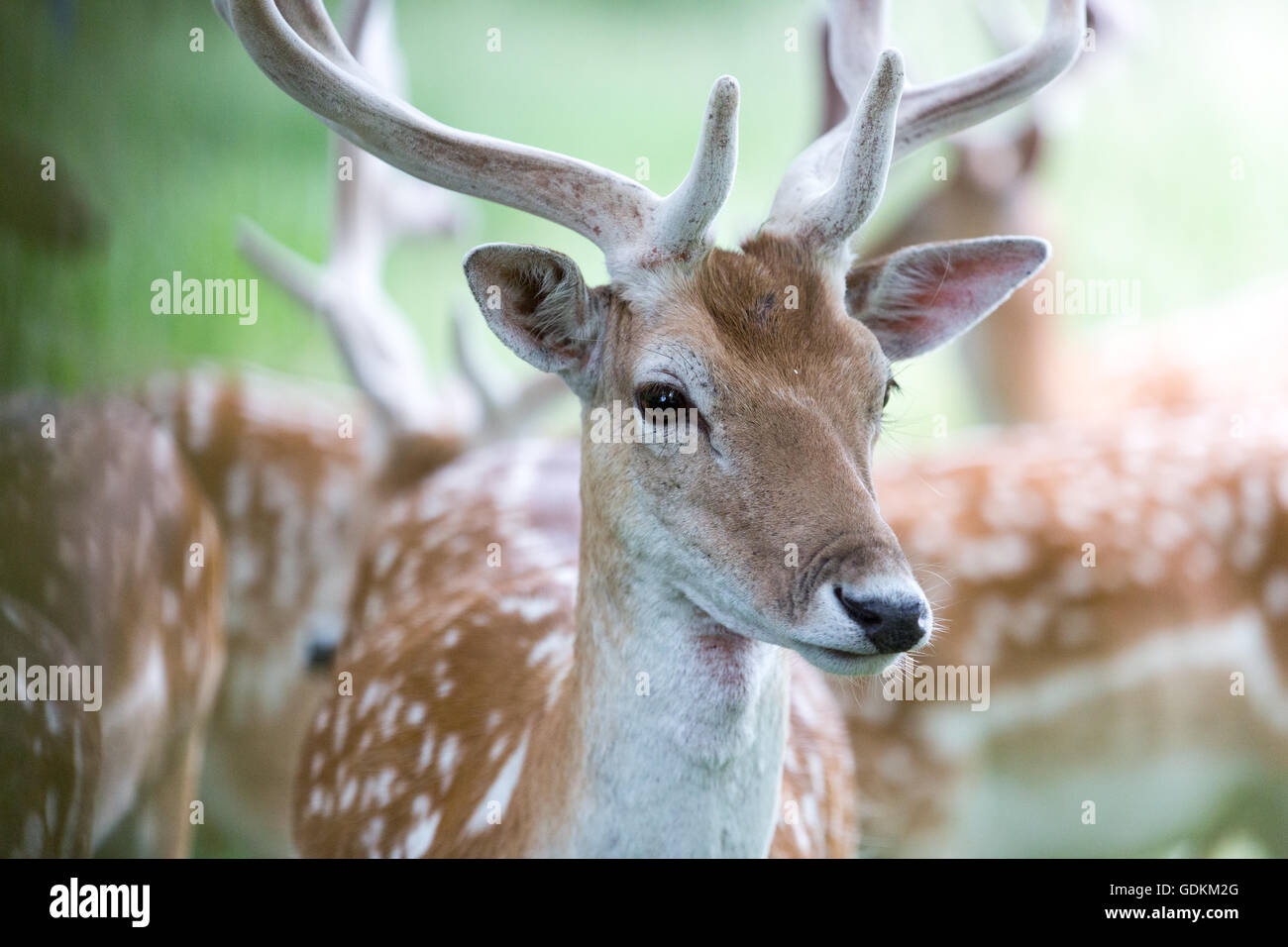 Reh im Richmond Park, London, UK an einem sonnigen Sommertag Stockfoto
