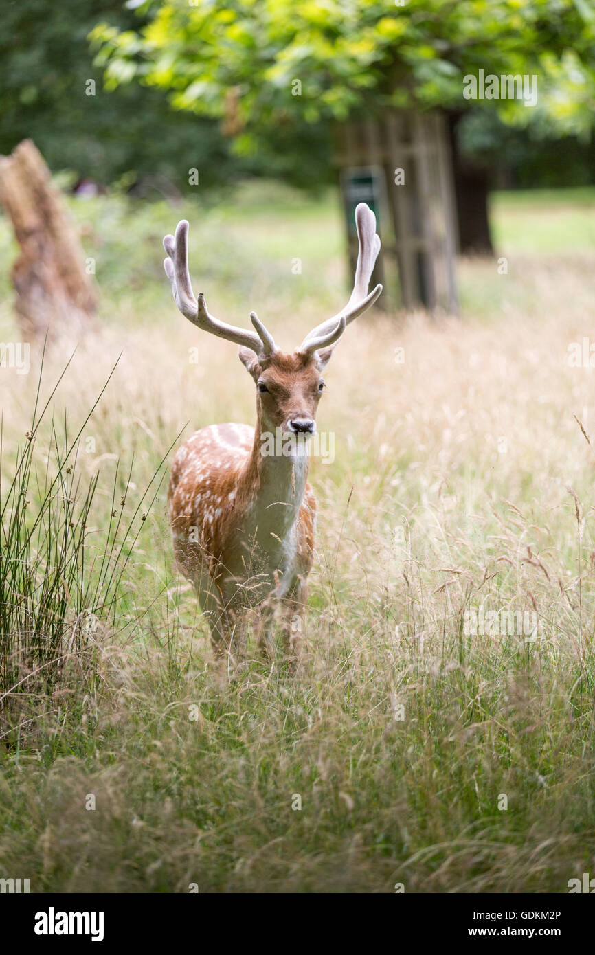 Reh im Richmond Park, London, UK an einem sonnigen Sommertag Stockfoto