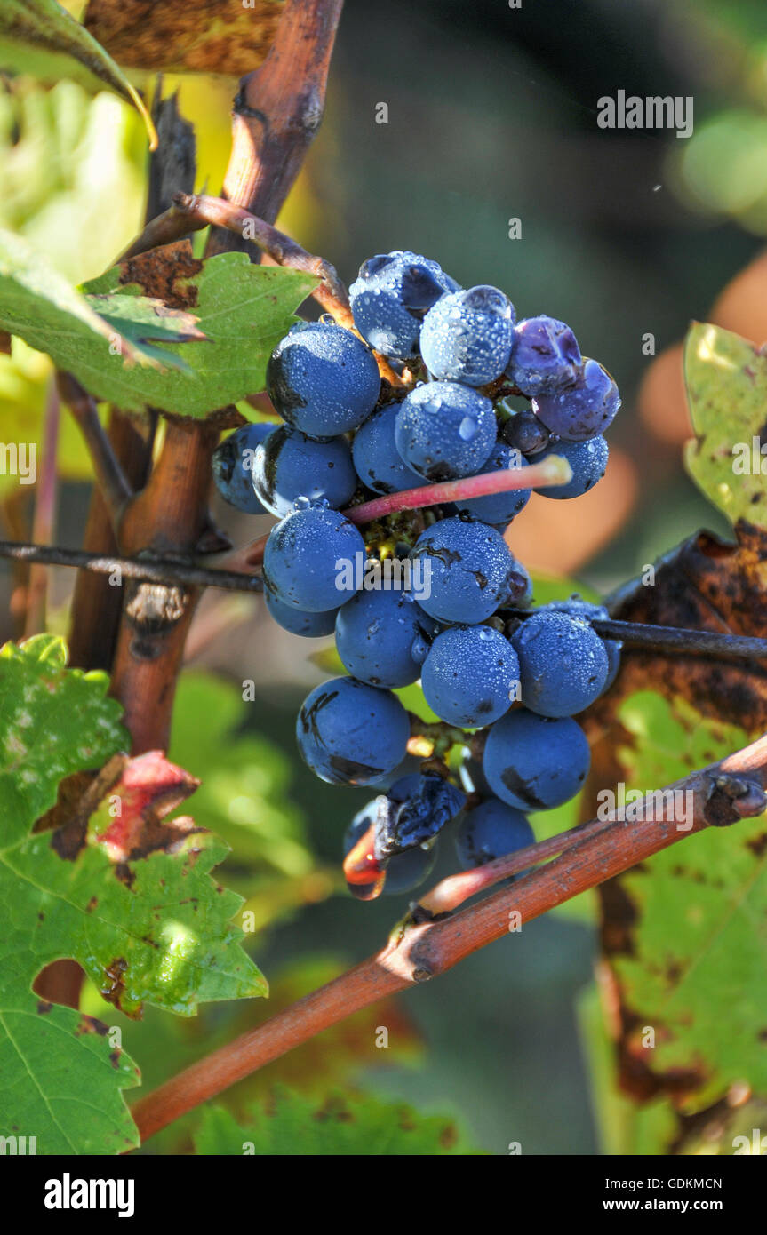 Merlot-Trauben auf Château La Mission Haut-Brion, Pessac Stockfoto