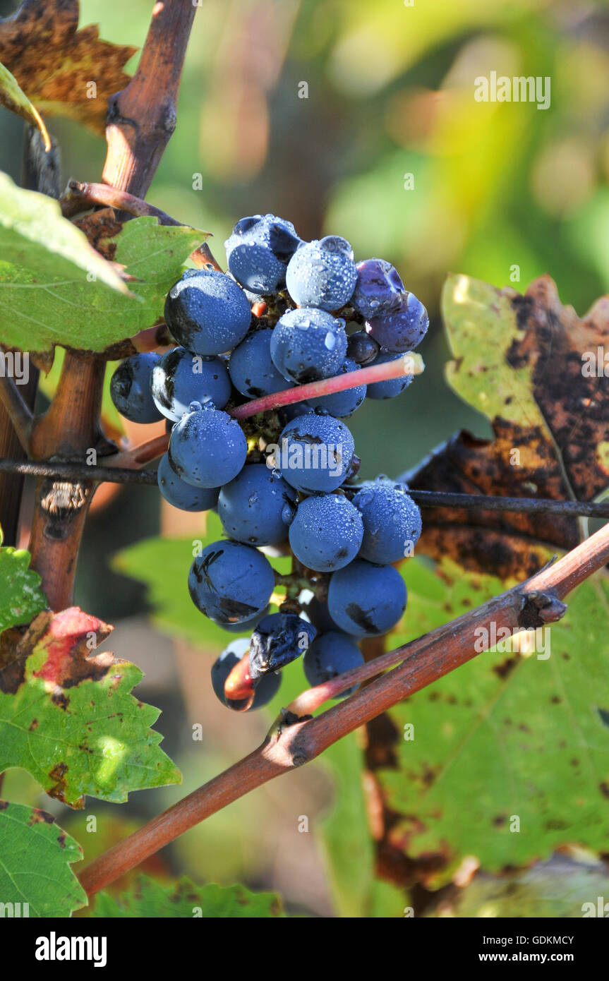 Merlot-Trauben auf Château La Mission Haut-Brion, Pessac Stockfoto