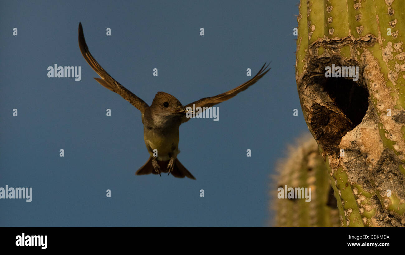 Asche-throated Flycatcher, Myiarchus Cinerascens, Sonora-Wüste, Arizona, Essen im Saguaro Kaktus Nest bringen Stockfoto
