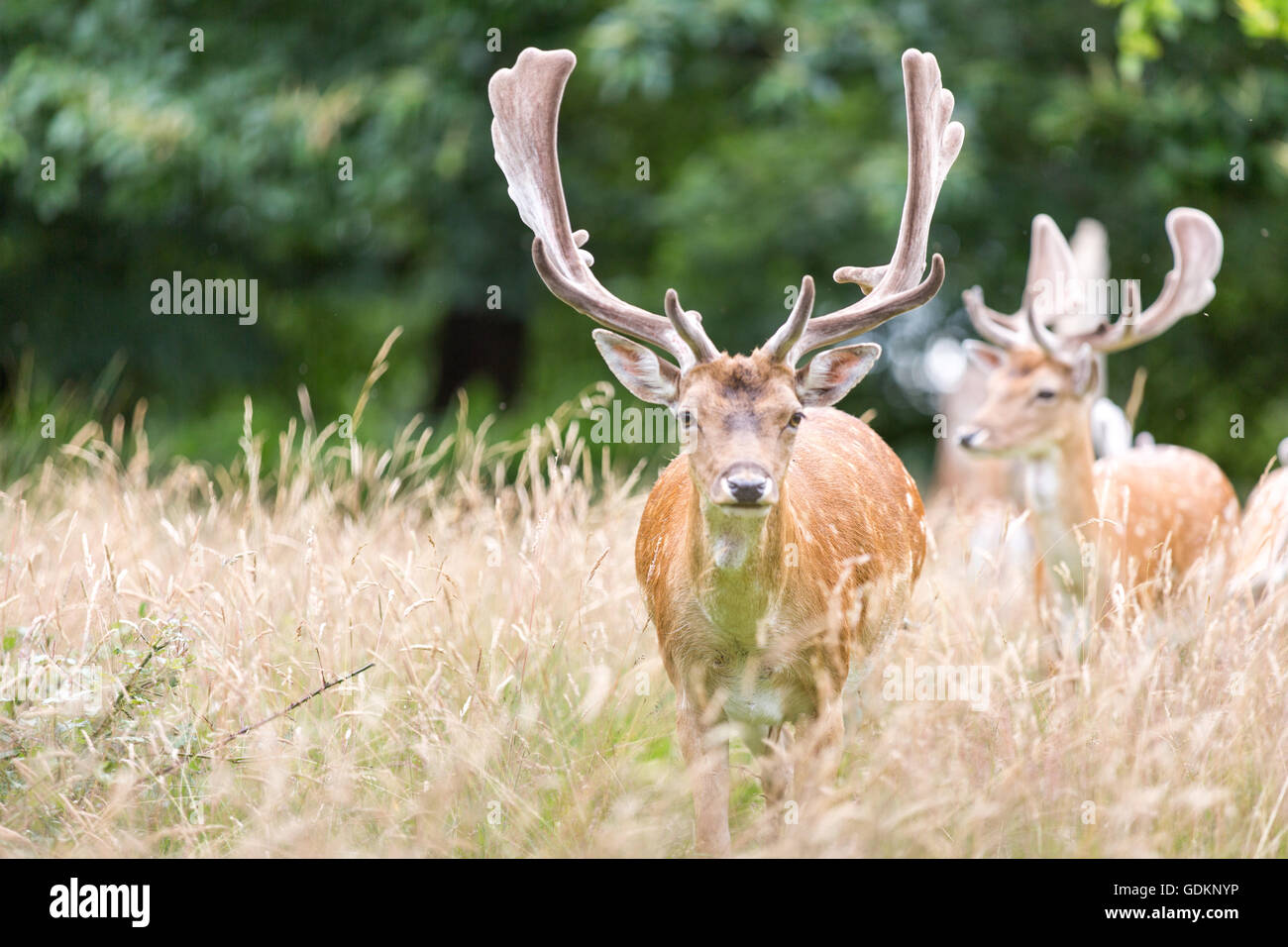 Reh im Richmond Park, London, UK an einem sonnigen Sommertag Stockfoto