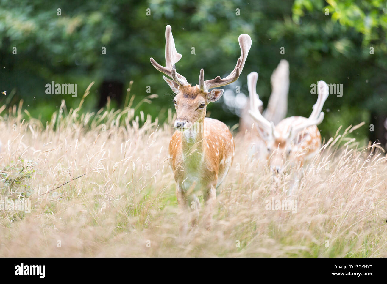 Reh im Richmond Park, London, UK an einem sonnigen Sommertag Stockfoto