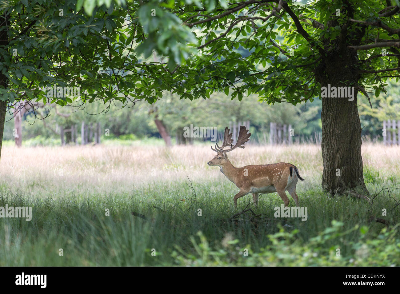 Reh im Richmond Park, London, UK an einem sonnigen Sommertag Stockfoto