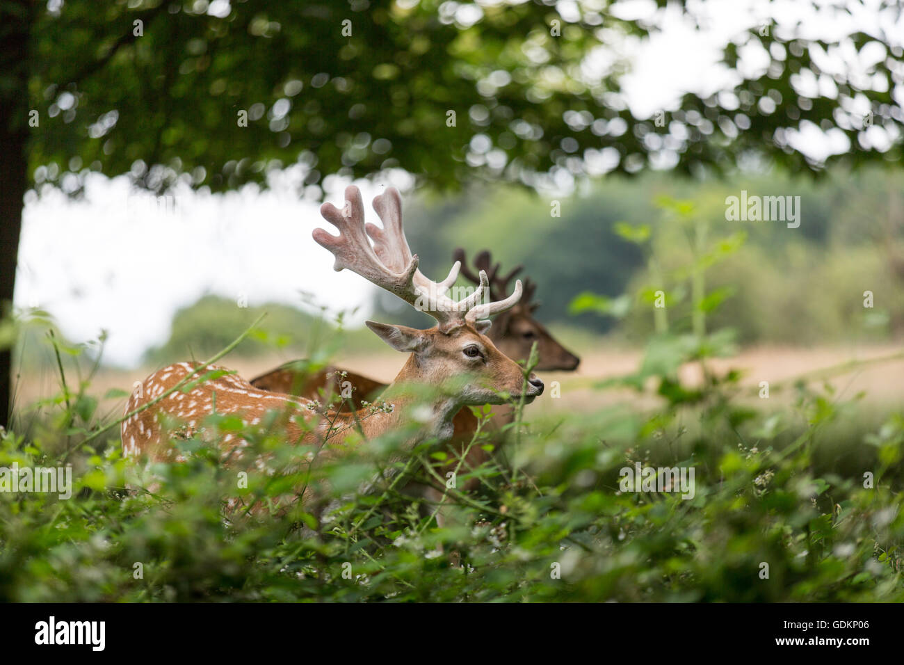 Reh im Richmond Park, London, UK an einem sonnigen Sommertag Stockfoto