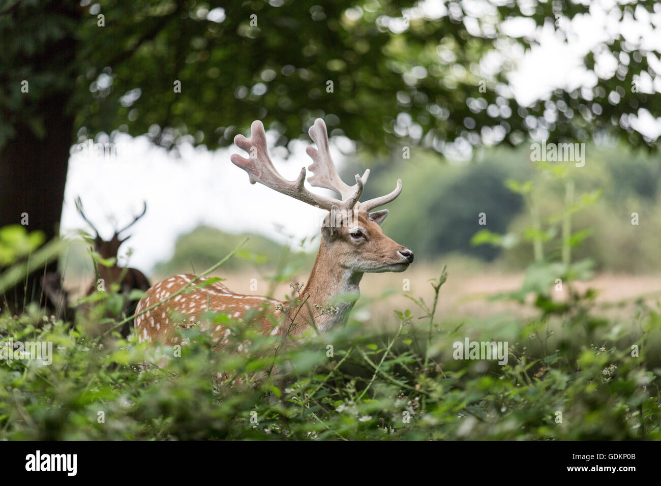 Reh im Richmond Park, London, UK an einem sonnigen Sommertag Stockfoto