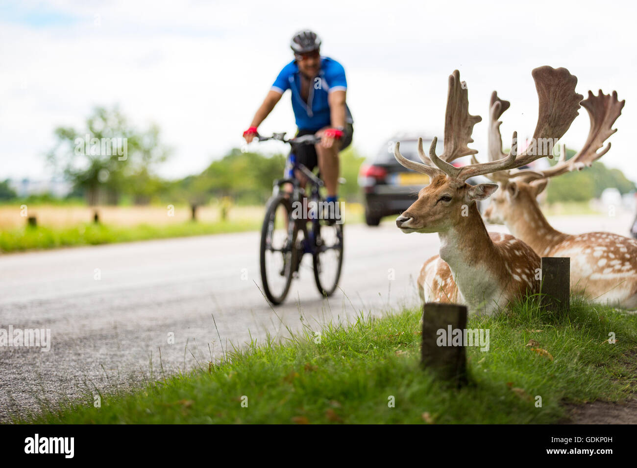 Reh im Richmond Park, London, UK an einem sonnigen Sommertag Stockfoto