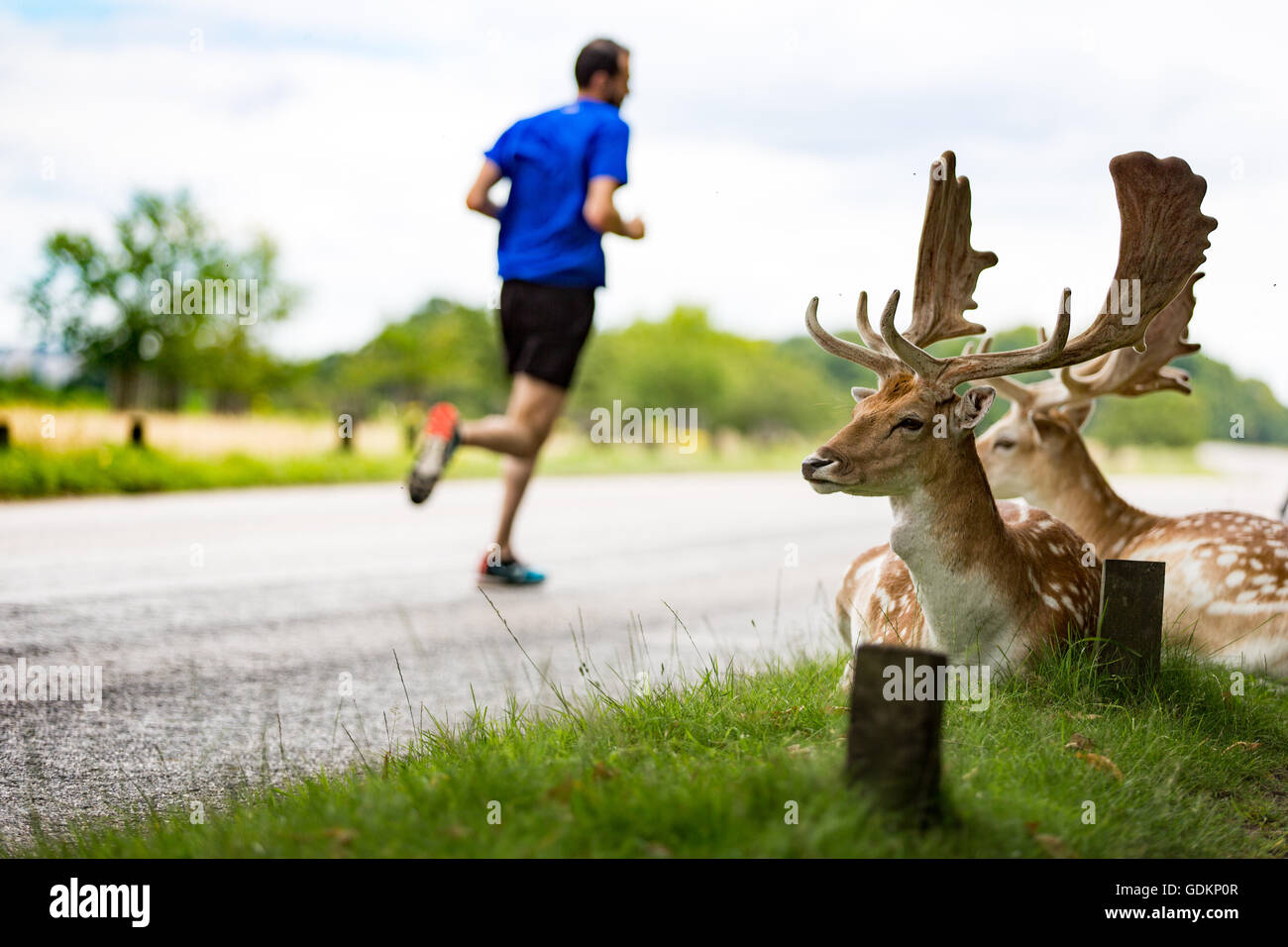 Reh im Richmond Park, London, UK an einem sonnigen Sommertag Stockfoto