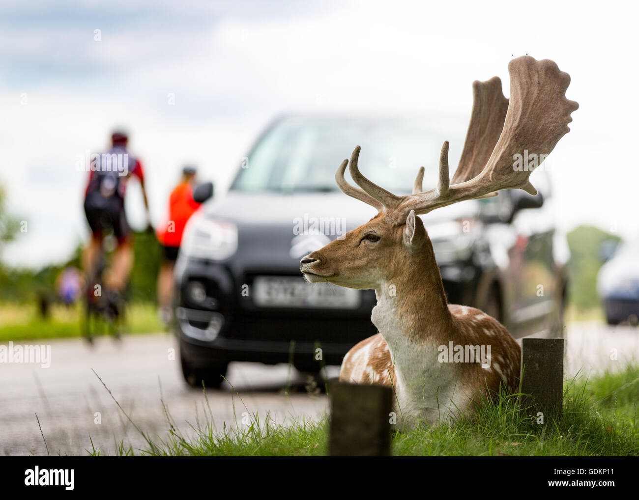 Reh im Richmond Park, London, UK an einem sonnigen Sommertag Stockfoto