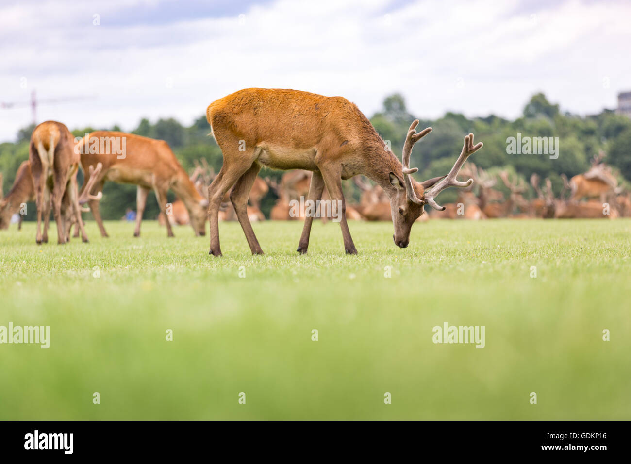 Reh im Richmond Park, London, UK an einem sonnigen Sommertag Stockfoto